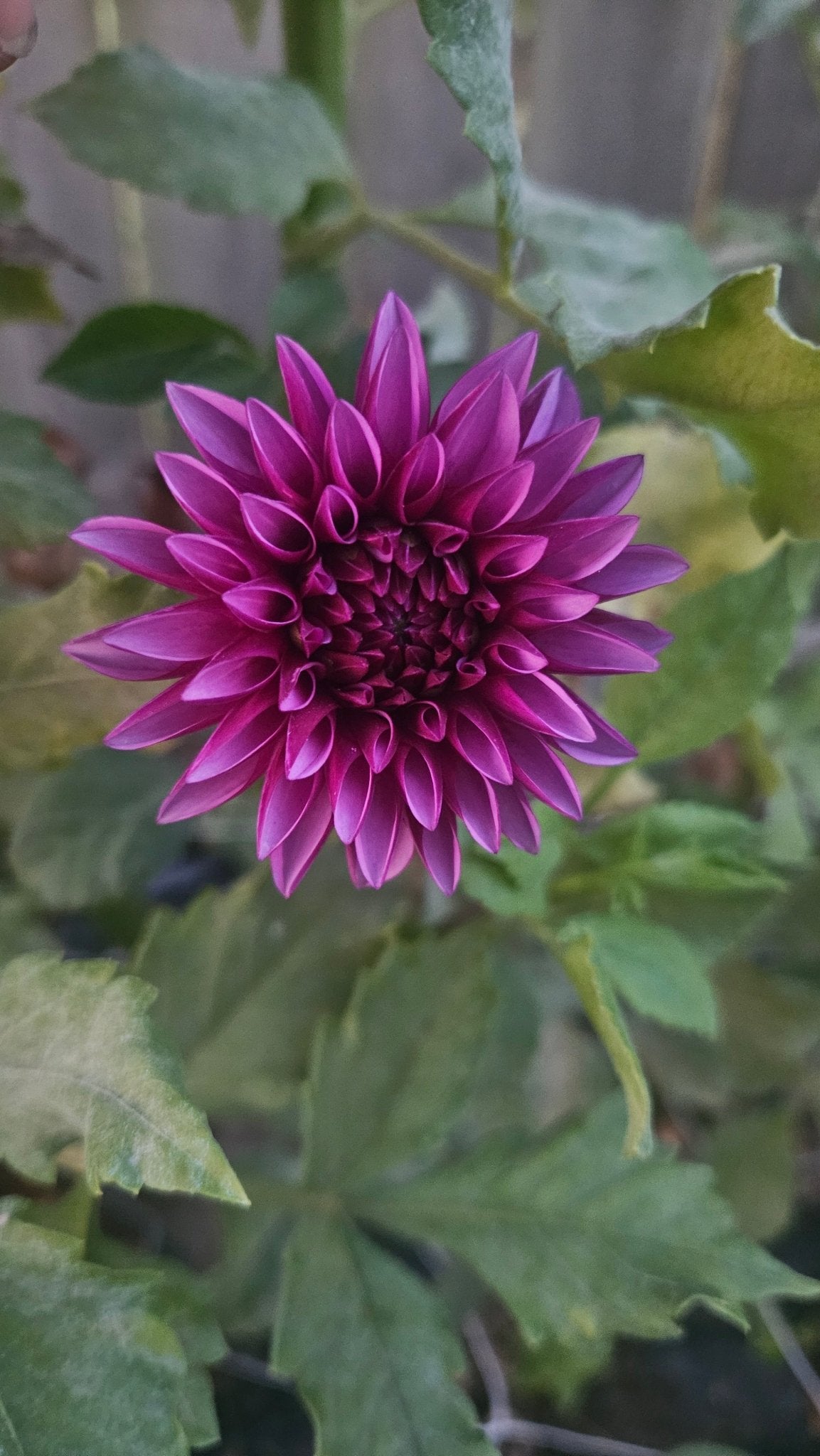 Versa - Freese Flower Farm