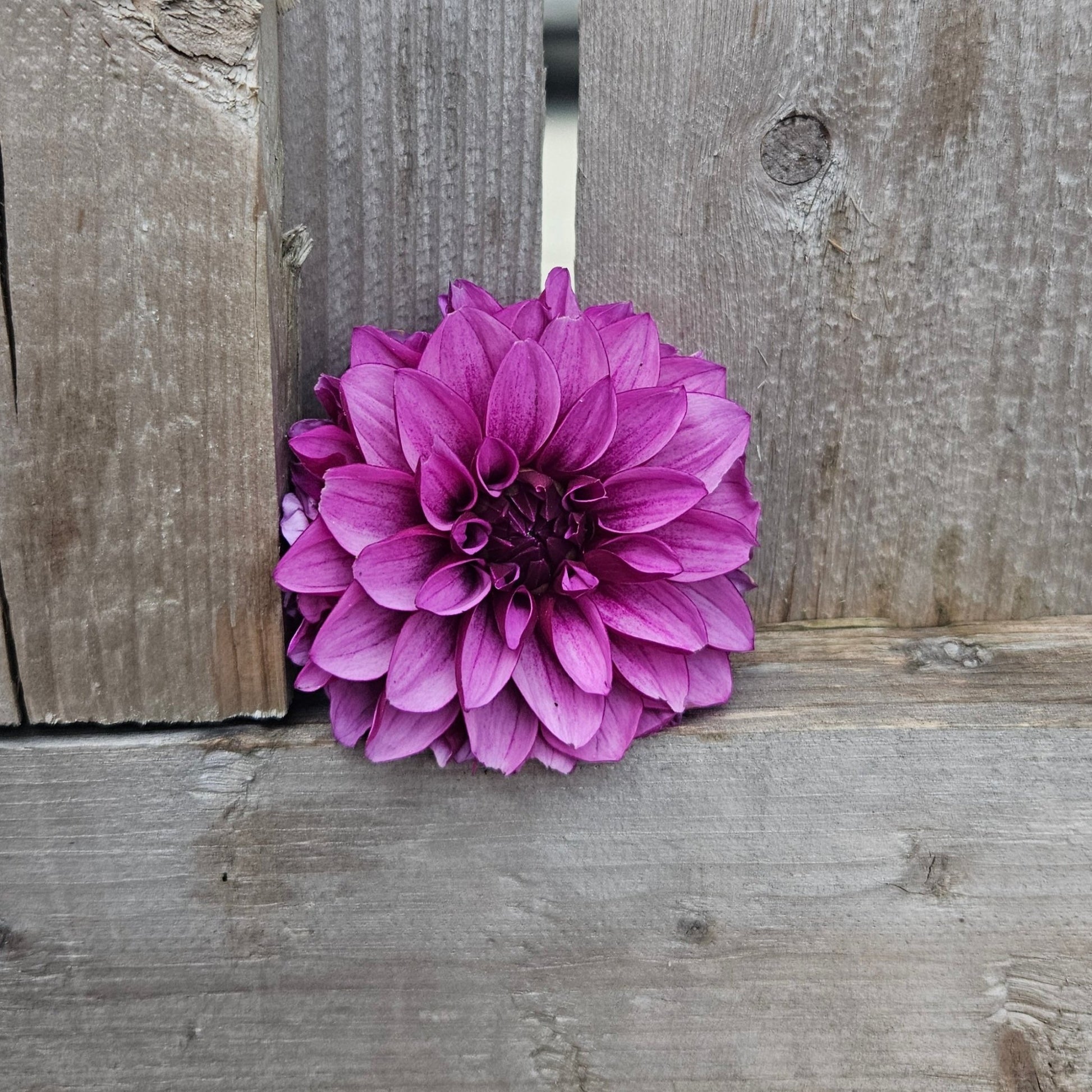 Versa - Freese Flower Farm