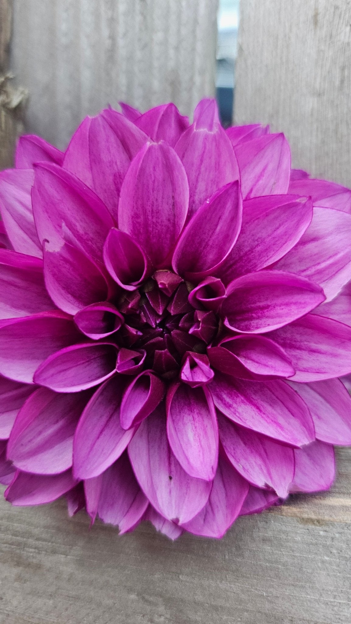 Versa - Freese Flower Farm