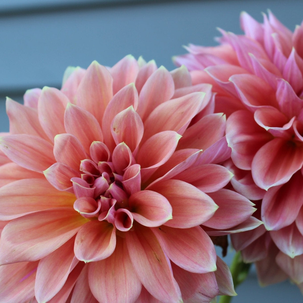 West Coast - Freese Flower Farm