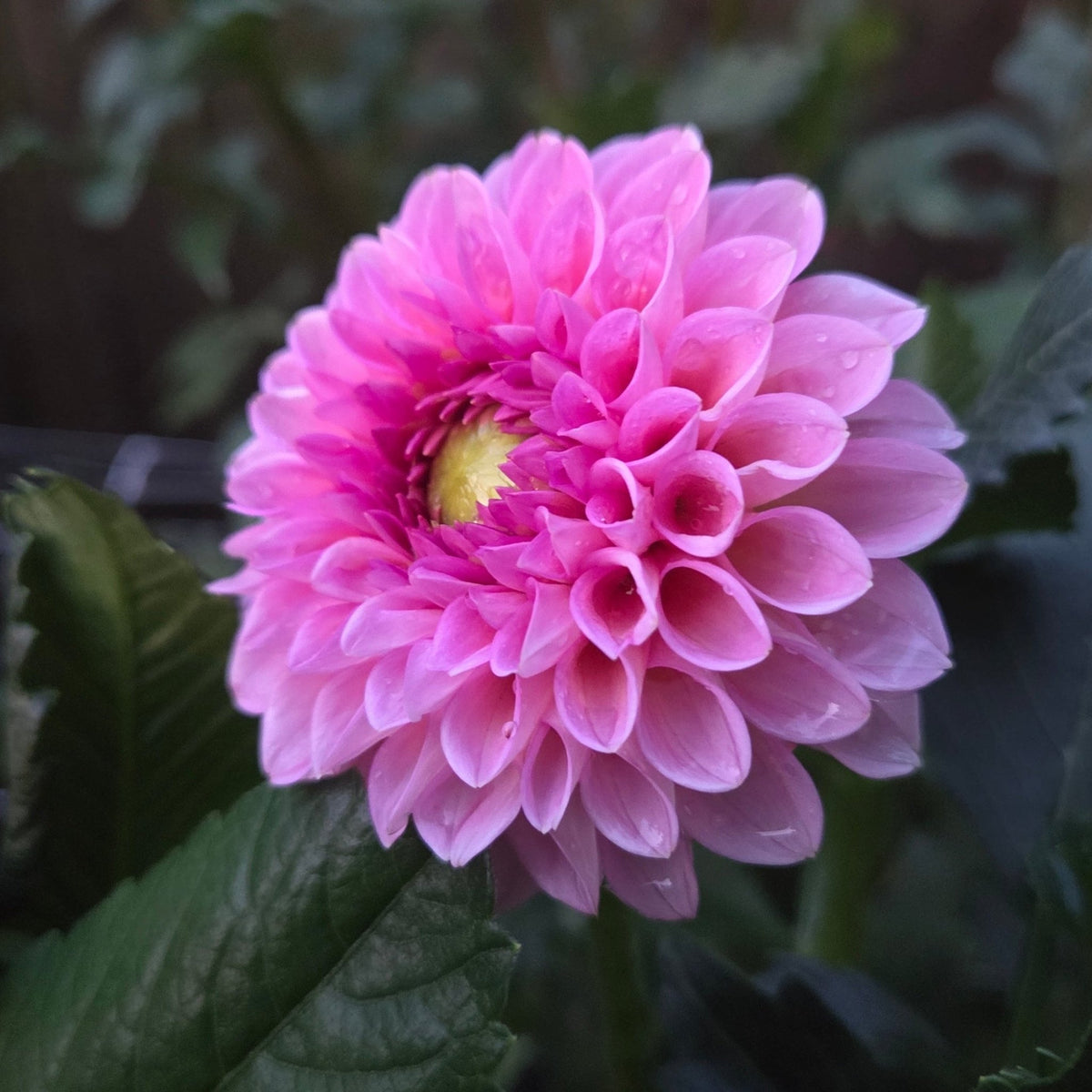 Westerton Pearl - Freese Flower Farm