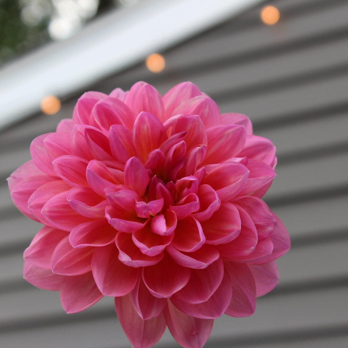 Wildwood Marie - Freese Flower Farm