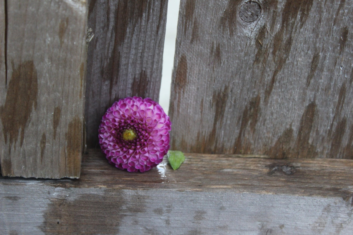 Willow Violet - Freese Flower Farm