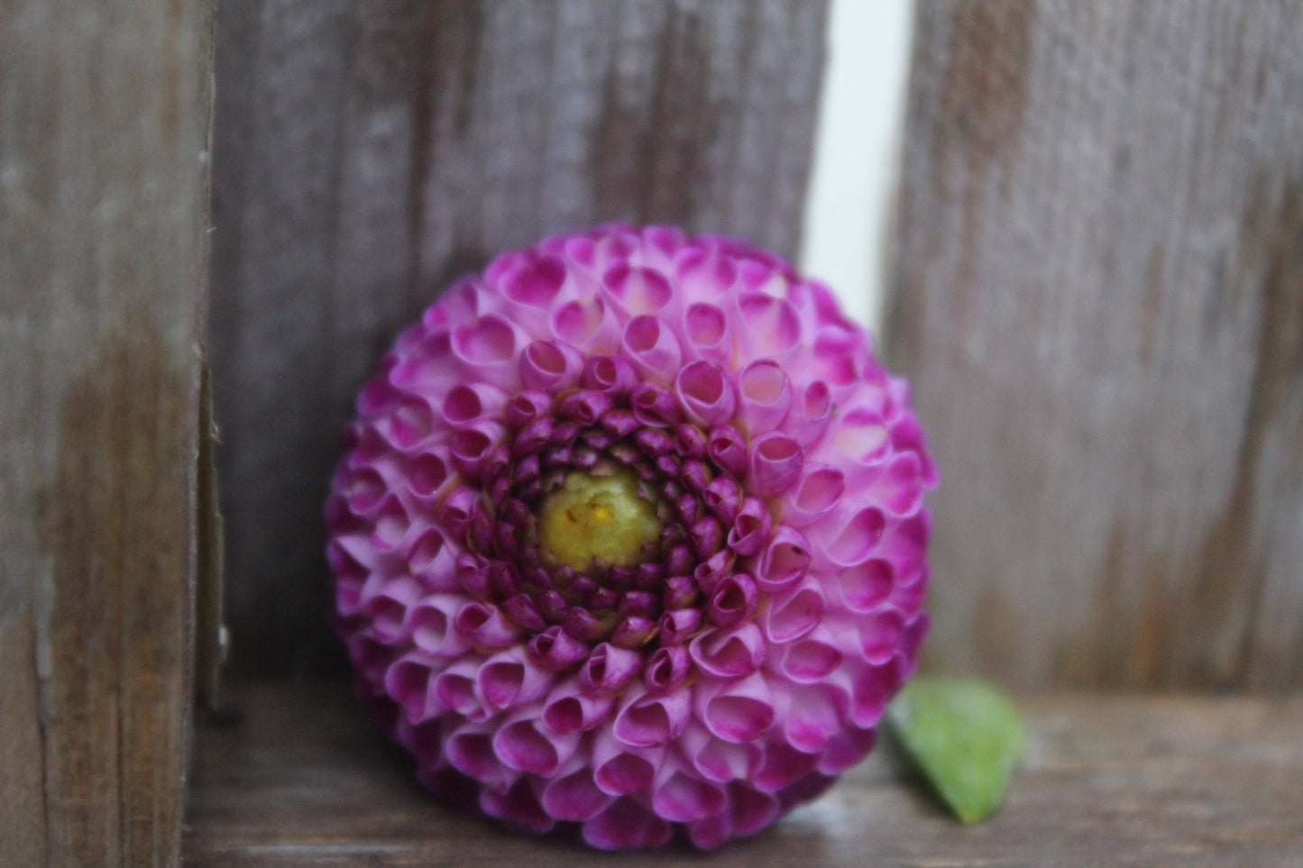 Willow Violet - Freese Flower Farm