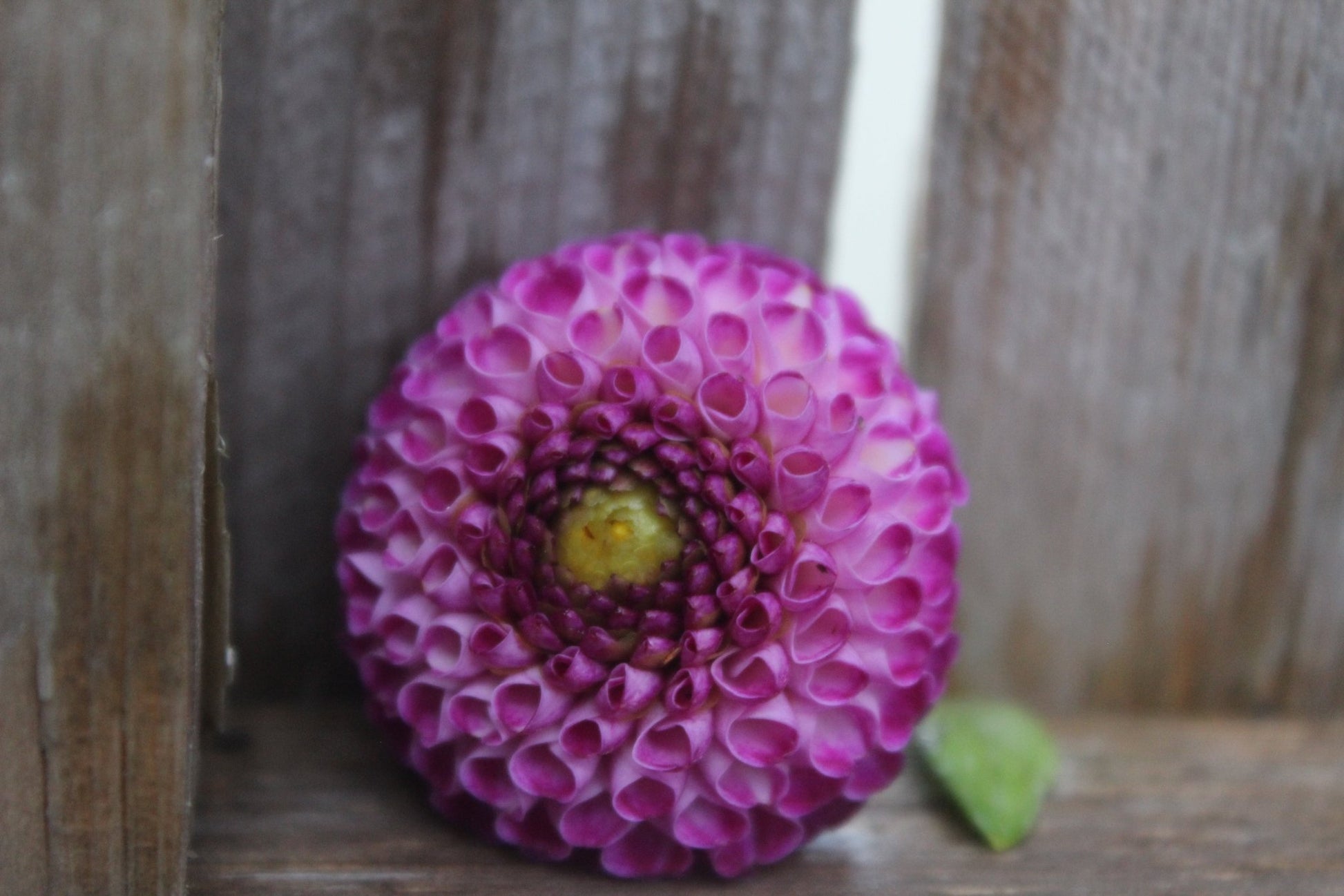 Willow Violet - Freese Flower Farm