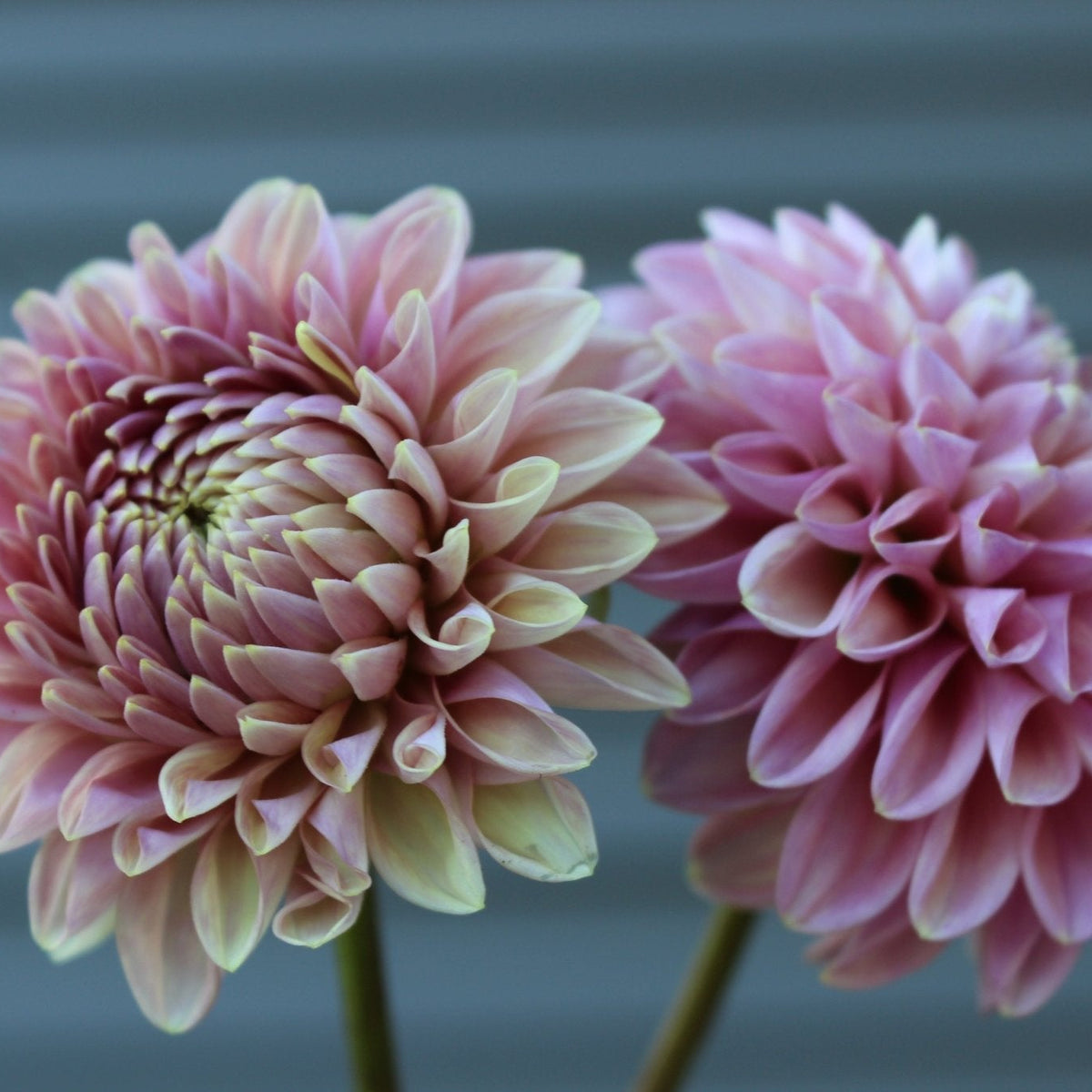 Winkie Truffle - Freese Flower Farm