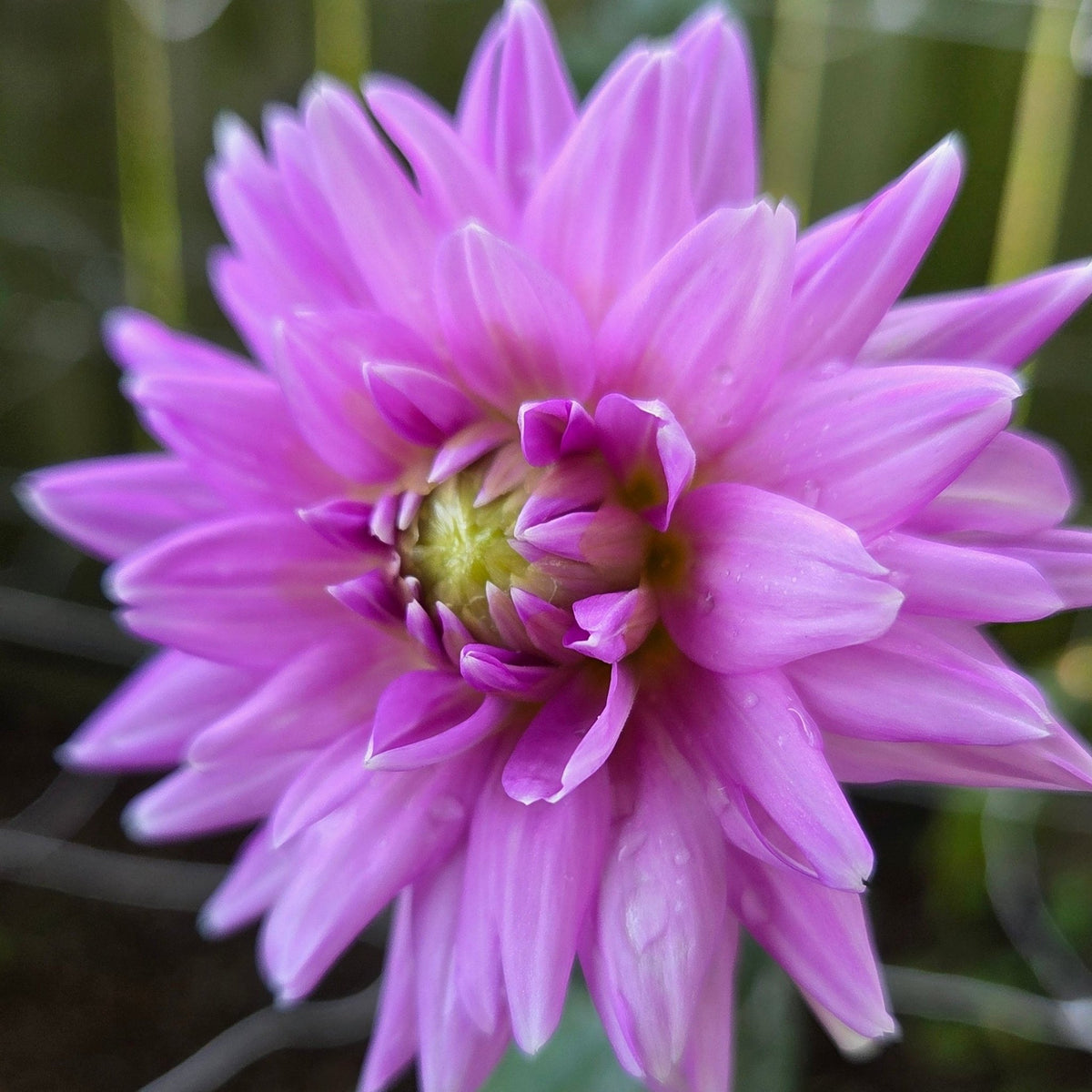Worton Blue Streak - Freese Flower Farm